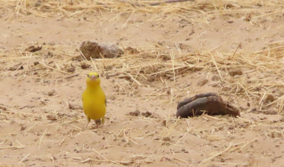 Sudan Golden Sparrow - ML614640764