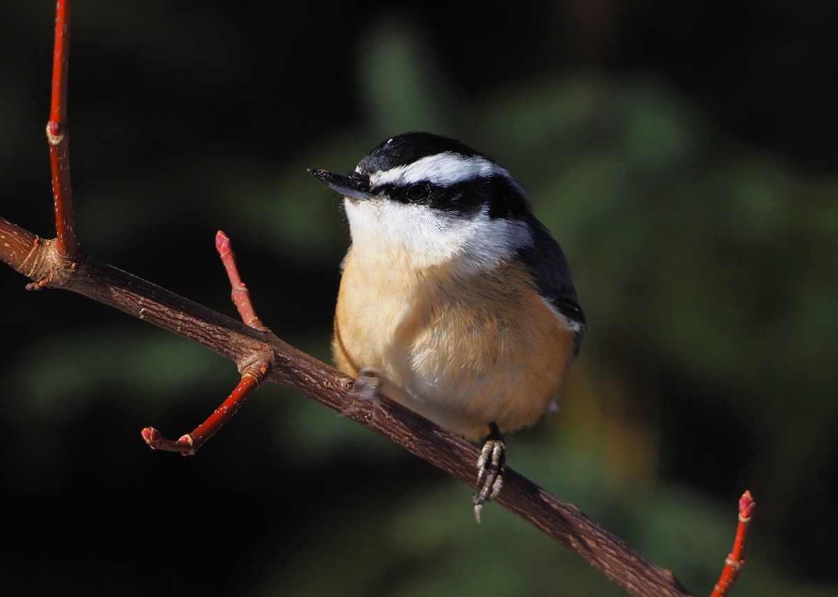 Red-breasted Nuthatch - ML614640765