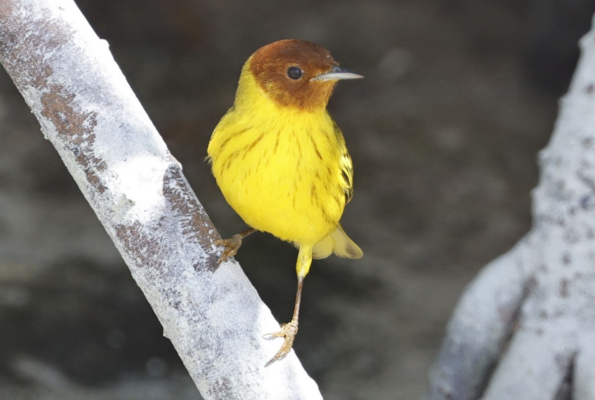 Yellow Warbler (Mangrove) - ML614640815