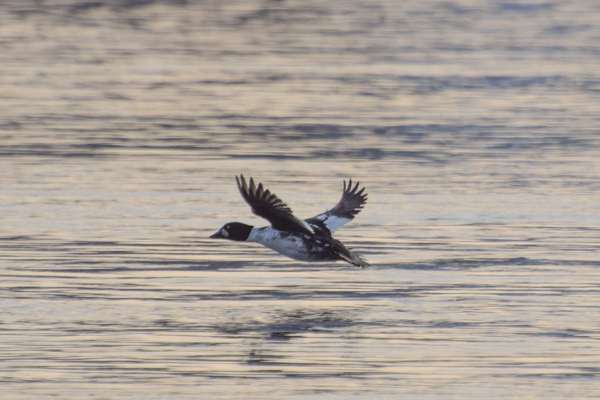 Porrón Osculado - ML614640856