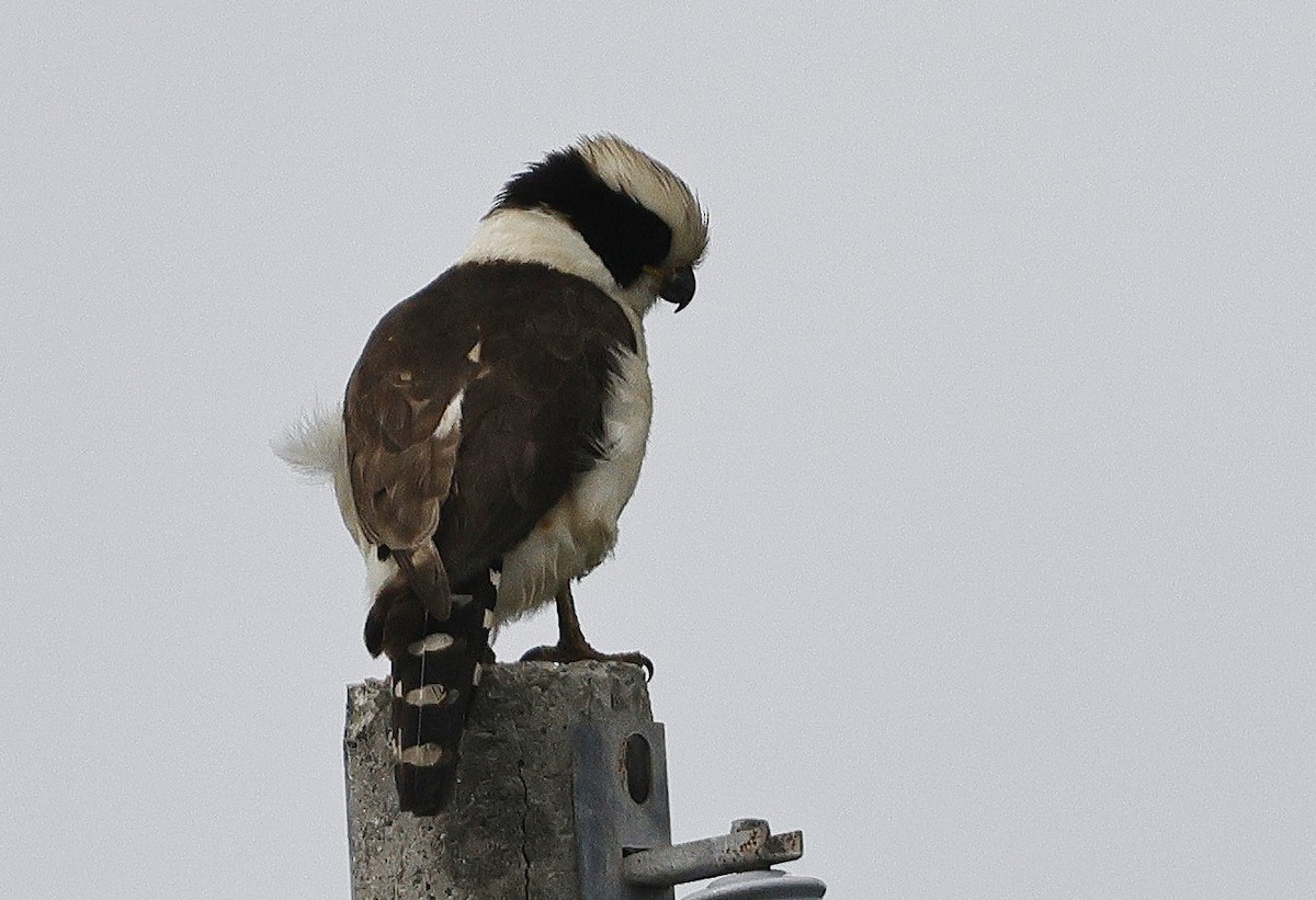 Laughing Falcon - ML614640966