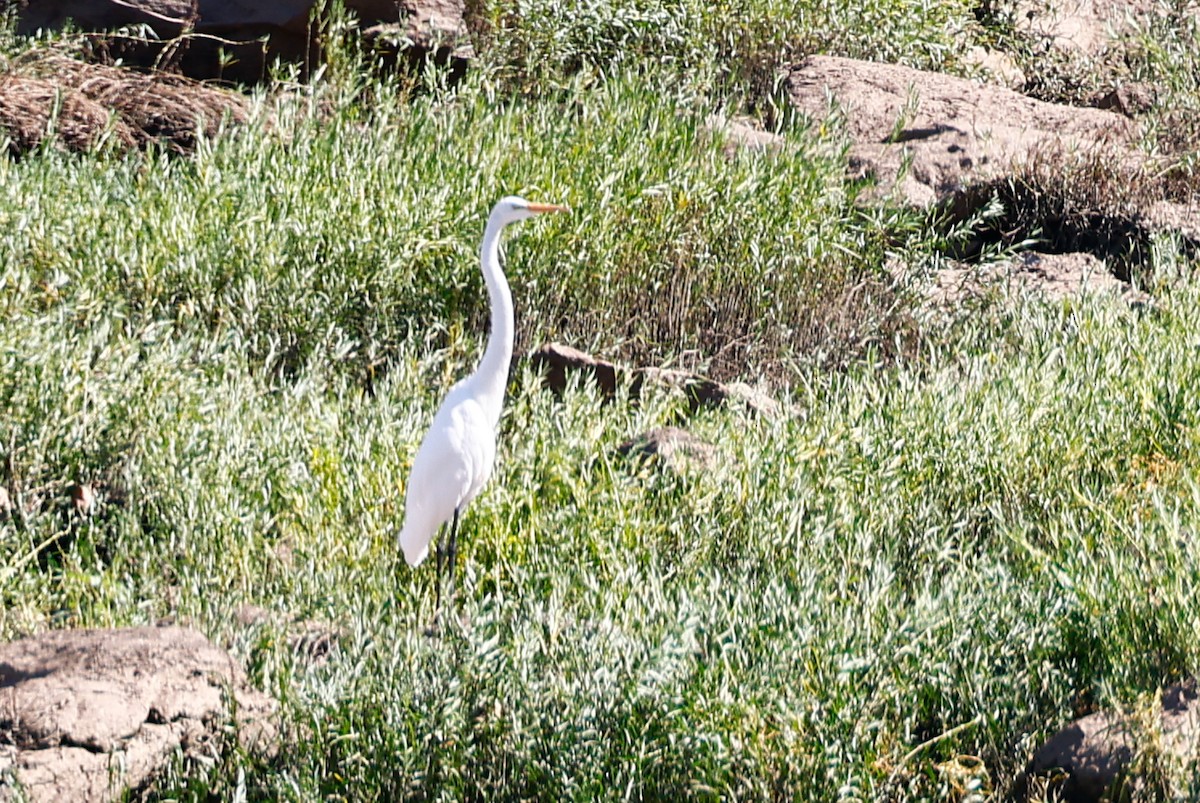 Great Egret - ML614640969