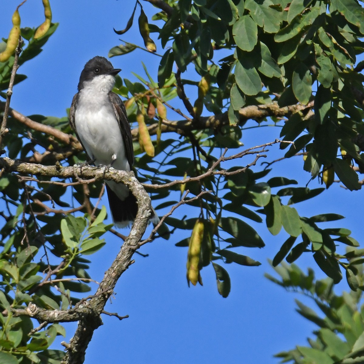 טירן מזרחי - ML614640987