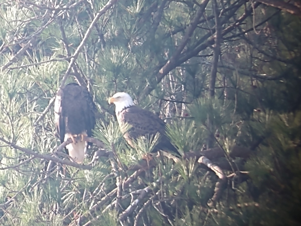 Bald Eagle - ML614641090