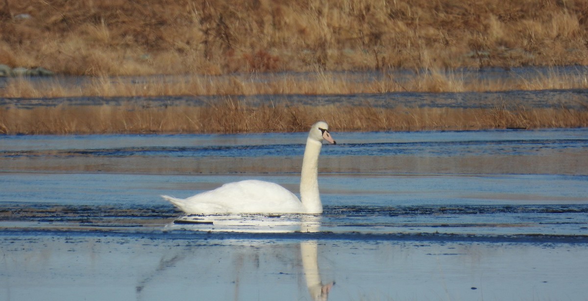 Mute Swan - Richard Mckay