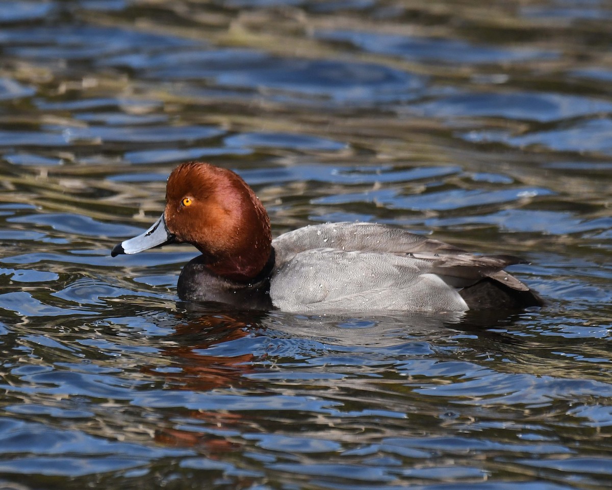 Redhead - Patricia Goldberg