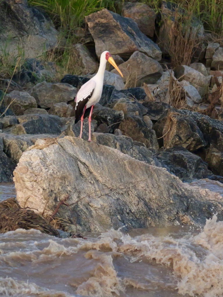 Yellow-billed Stork - ML614641147