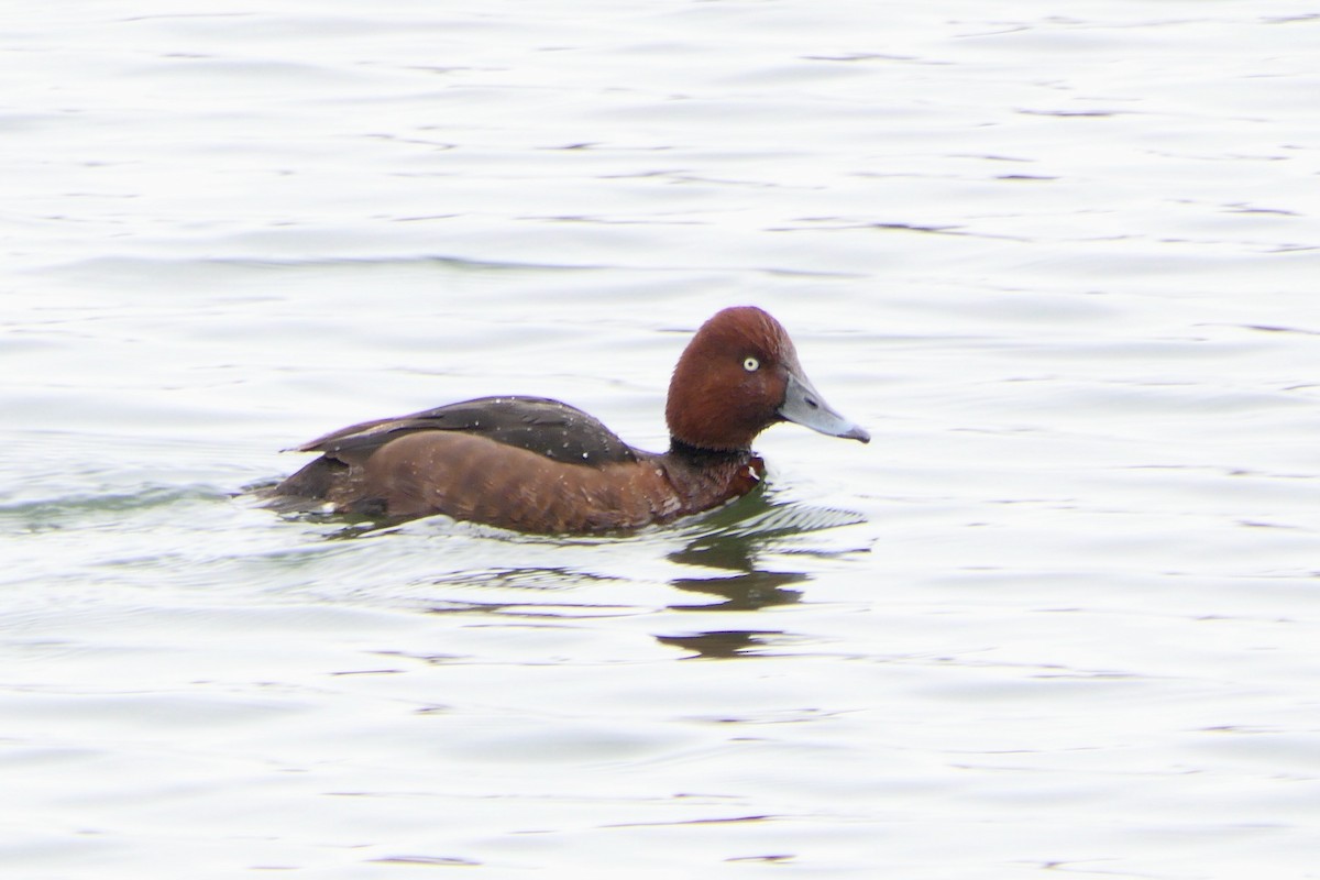 Ferruginous Duck - ML614641227