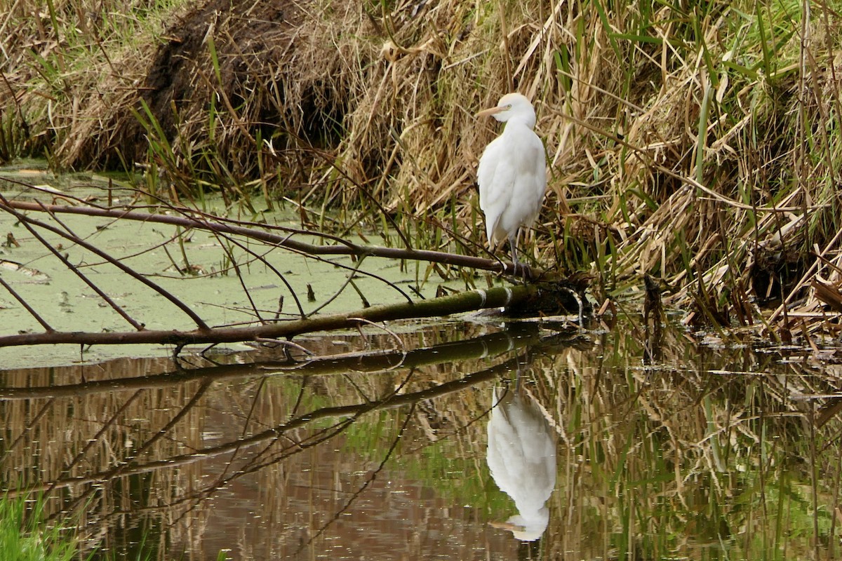 Чапля єгипетська (підвид ibis) - ML614641242