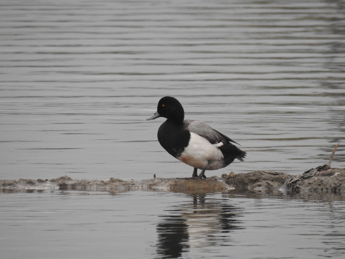 Greater Scaup - 蔡 爵宇