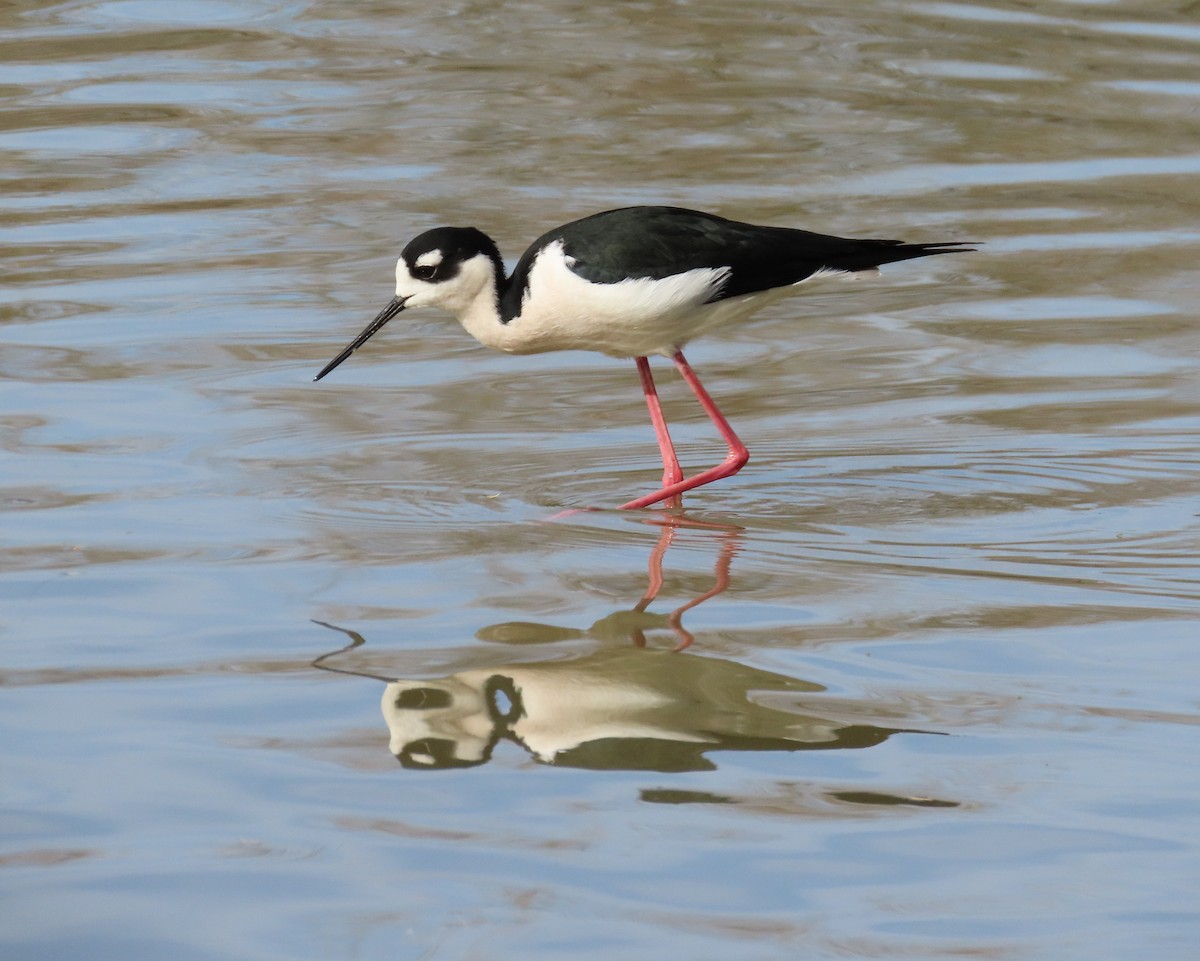 Black-necked Stilt - ML614641286