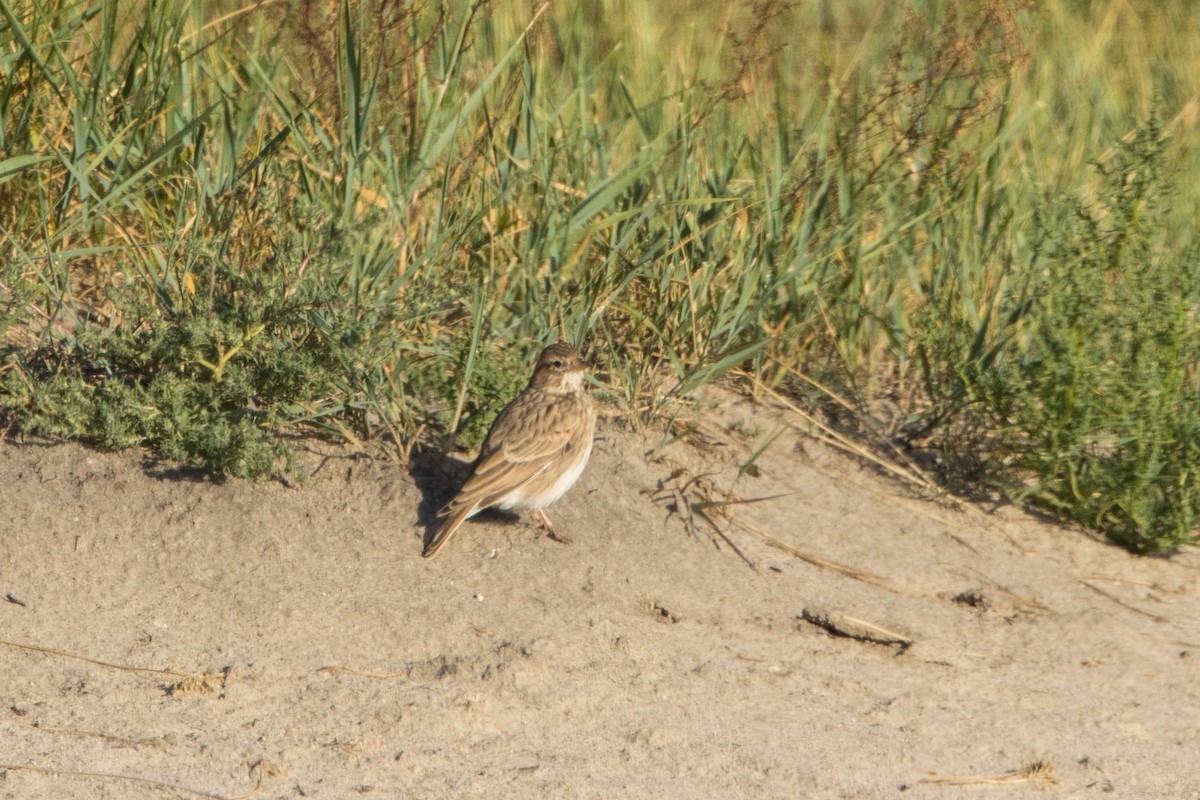 Asian Short-toed Lark - ML614641293