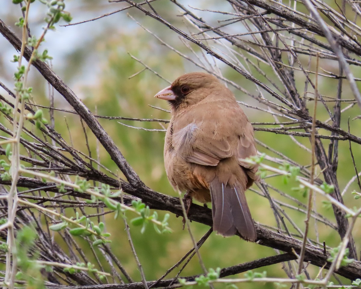 Abert's Towhee - ML614641297