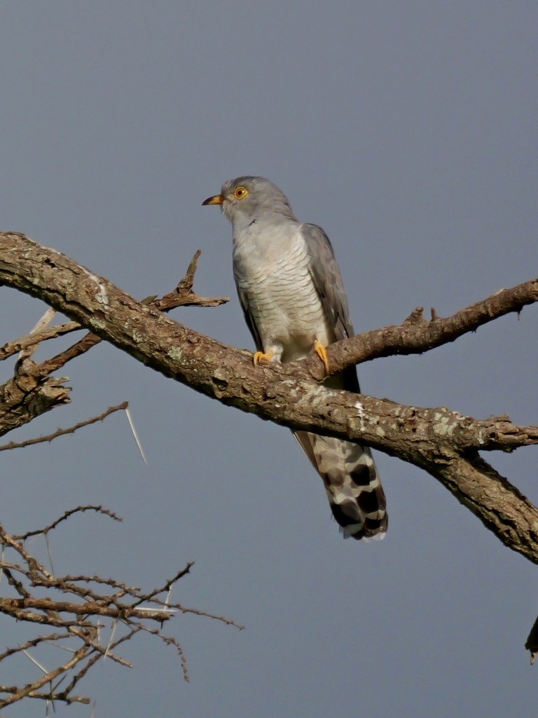 African Cuckoo - Valerie Gebert