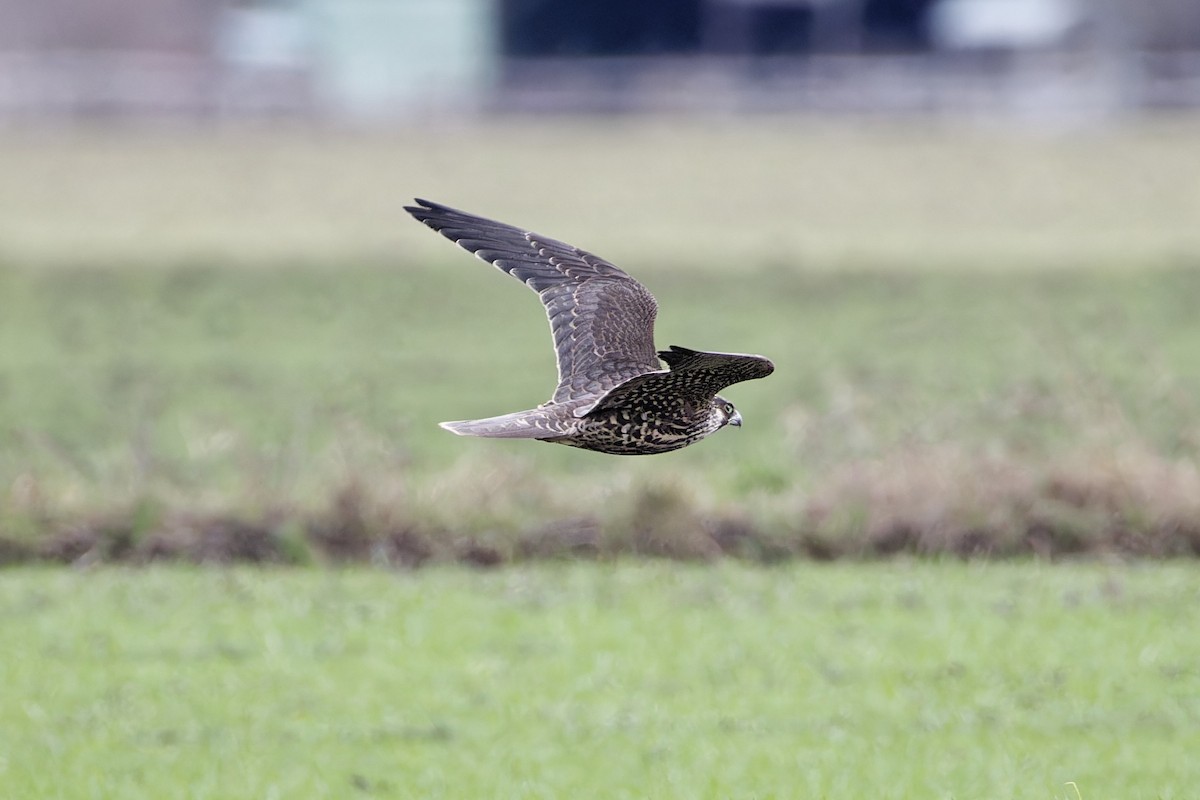 Peregrine Falcon - Marco Lenck