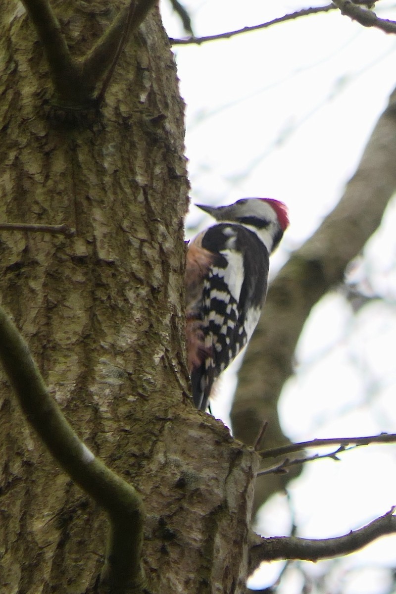 Middle Spotted Woodpecker - Hein Prinsen