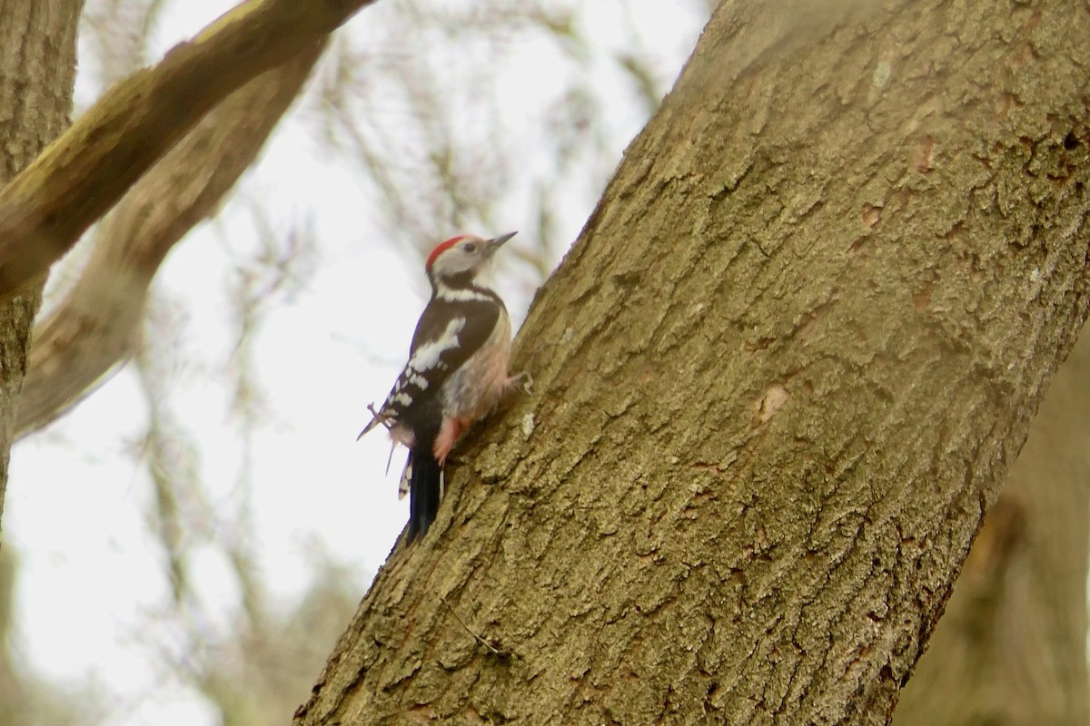 Middle Spotted Woodpecker - ML614641423