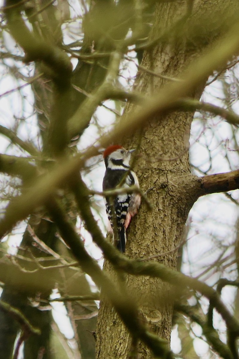 Middle Spotted Woodpecker - ML614641424