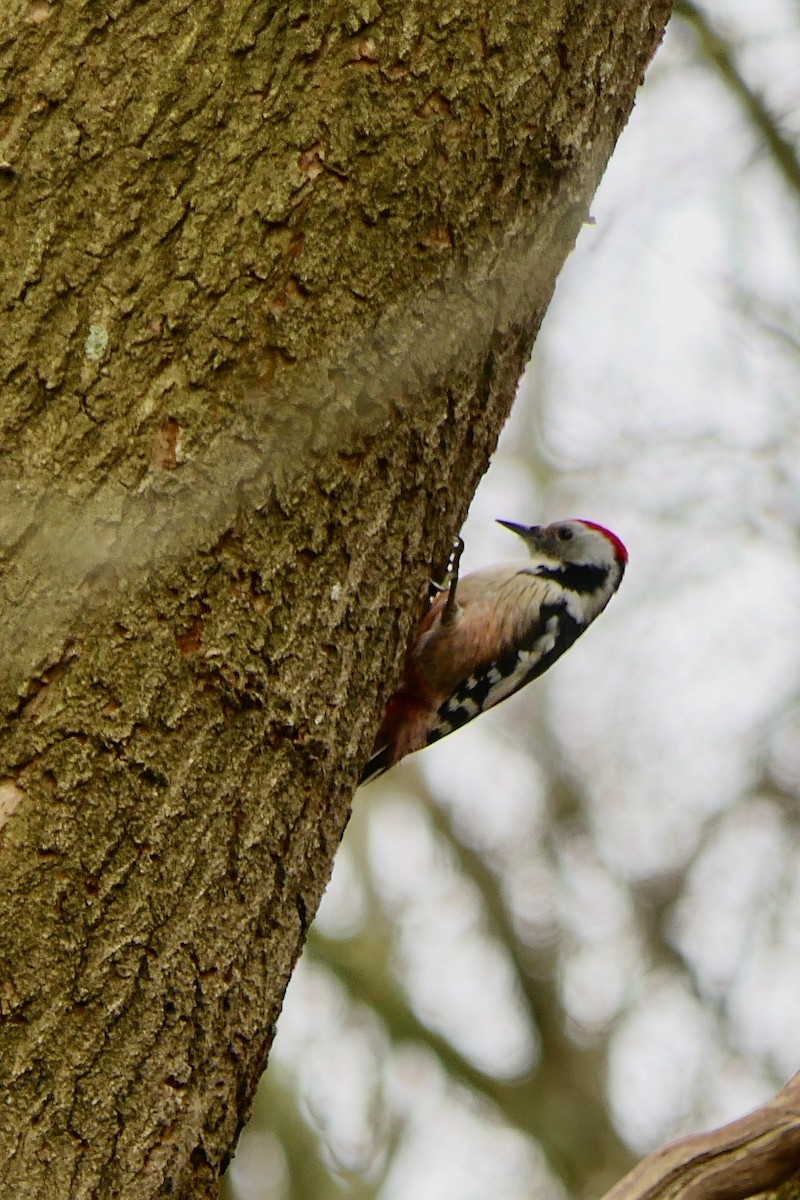 Middle Spotted Woodpecker - ML614641425