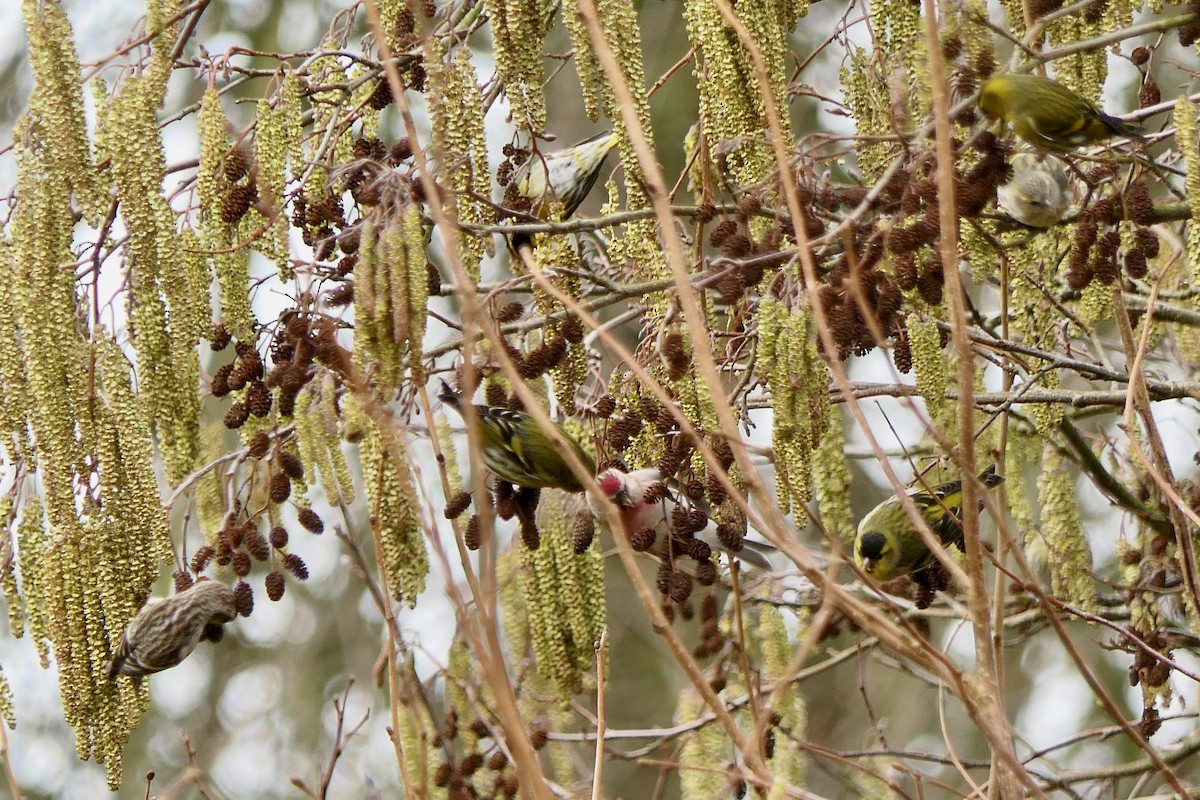Redpoll (Common) - ML614641444