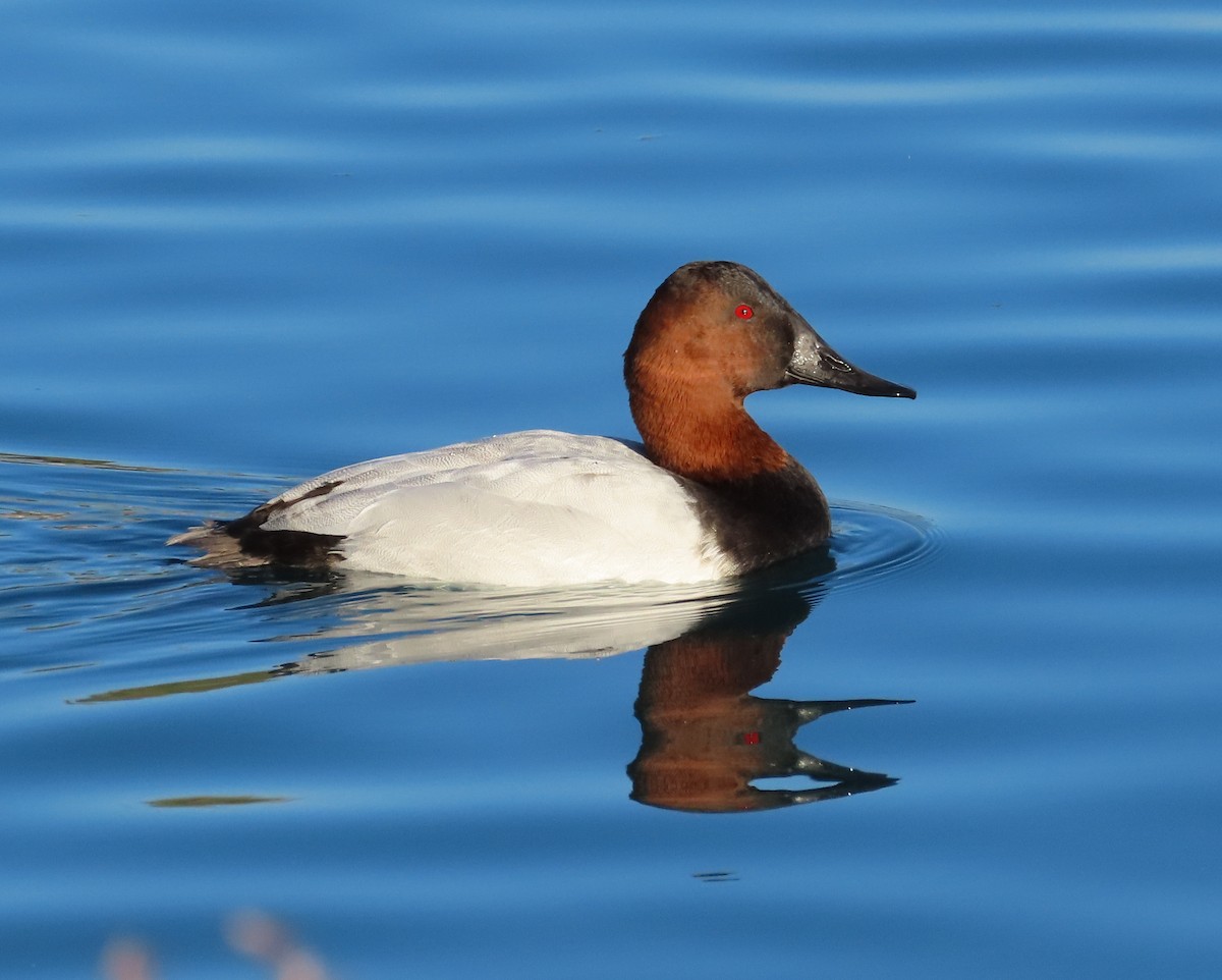 Canvasback - ML614641473