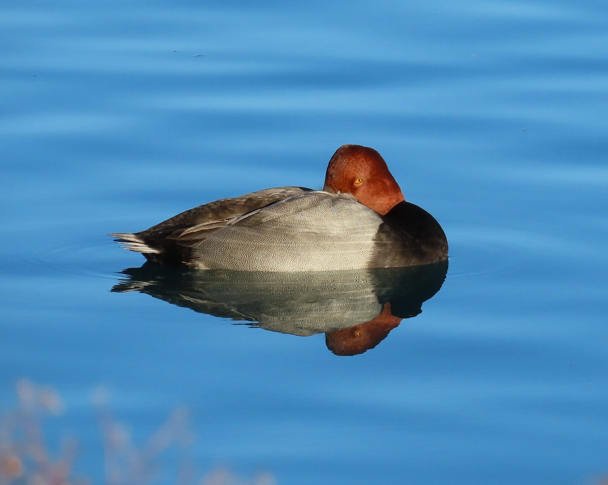 Redhead - ML614641480