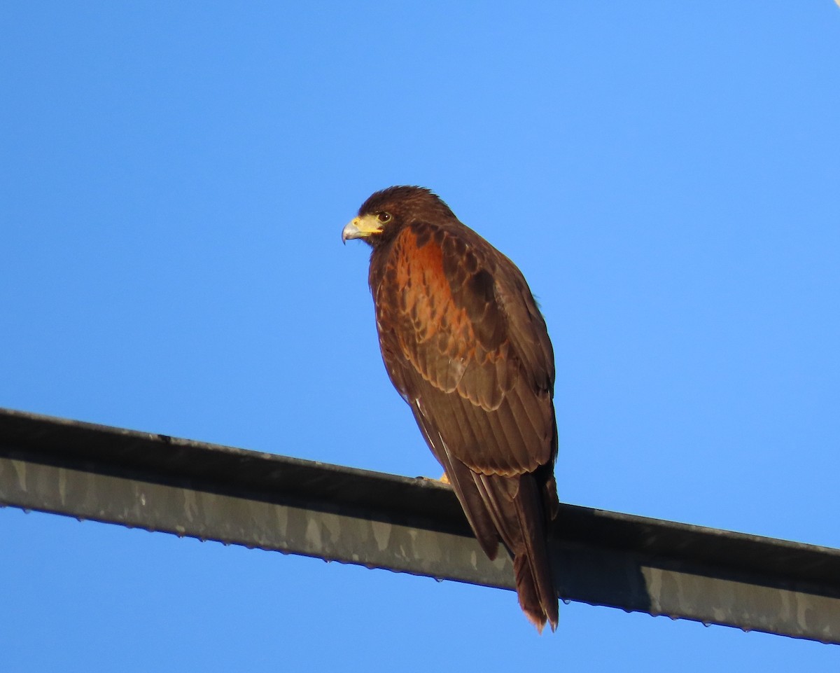 Harris's Hawk - ML614641487