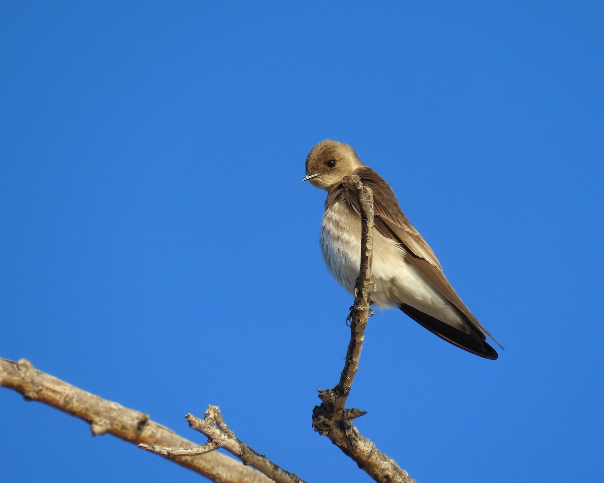 Hirondelle à ailes hérissées - ML614641509