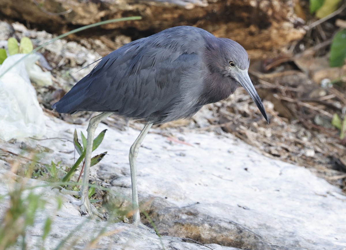 Little Blue Heron - ML614641539