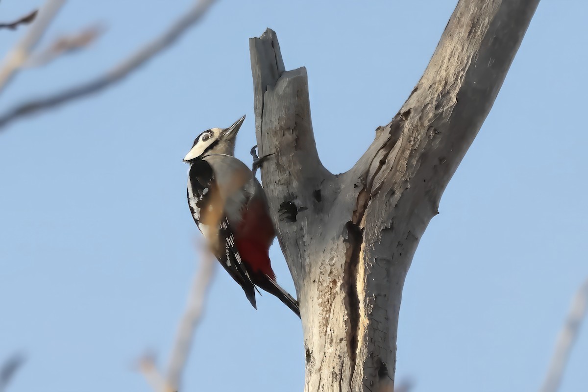 Great Spotted Woodpecker - Ilya Maclean