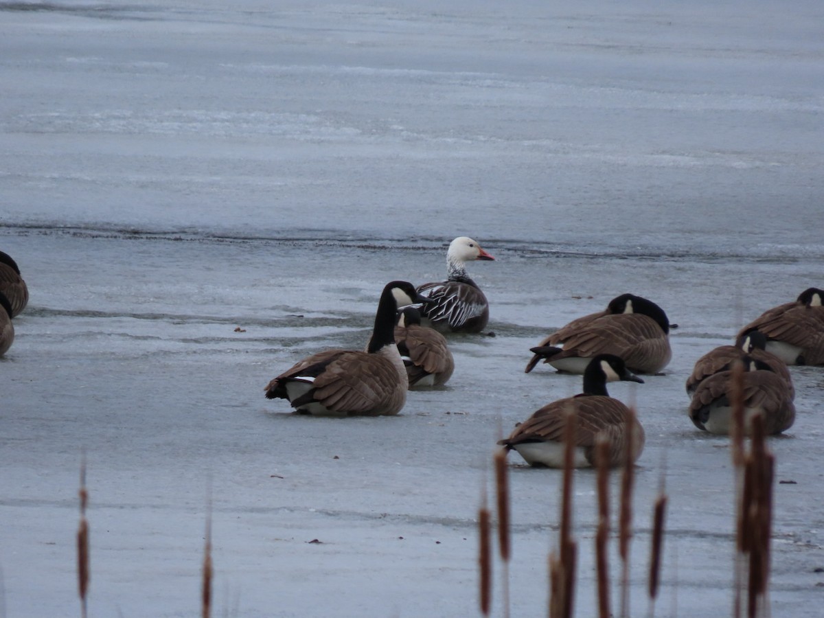 Snow Goose - ML614641561