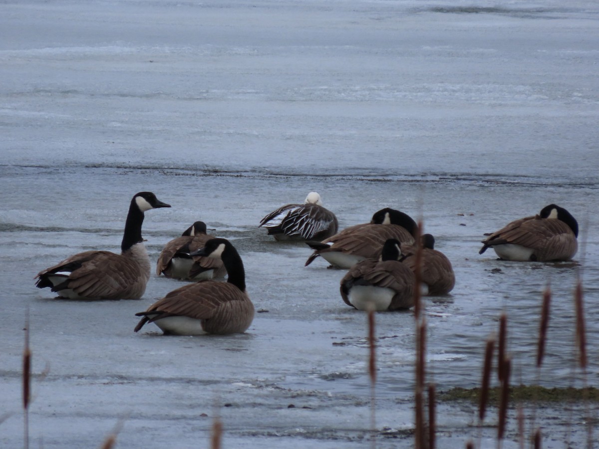 Snow Goose - Alex Arnold