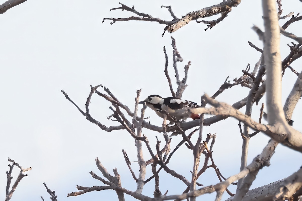 Syrian Woodpecker - Ilya Maclean