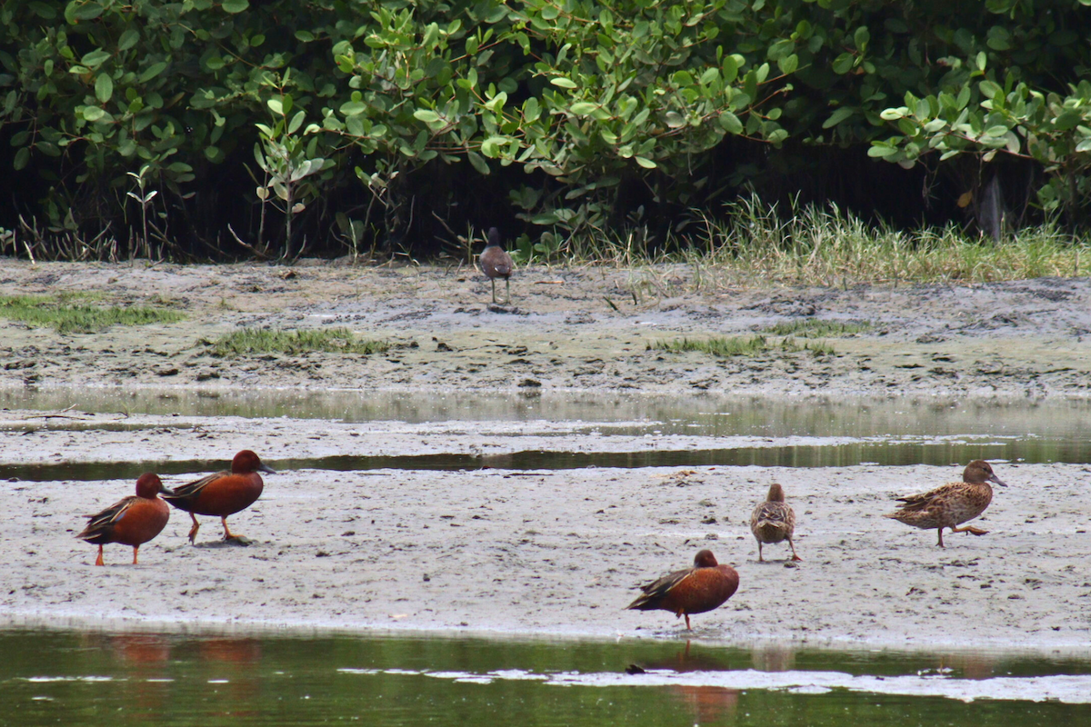 Cinnamon Teal - ML614641572