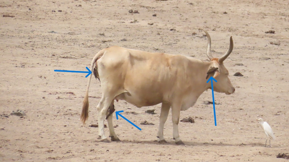 Yellow-billed Oxpecker - ML614641608