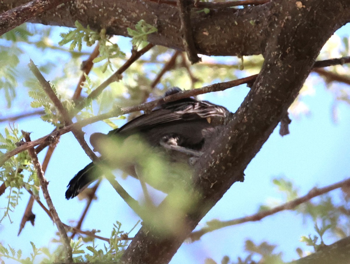 Ashy Tit - Ken McKenna