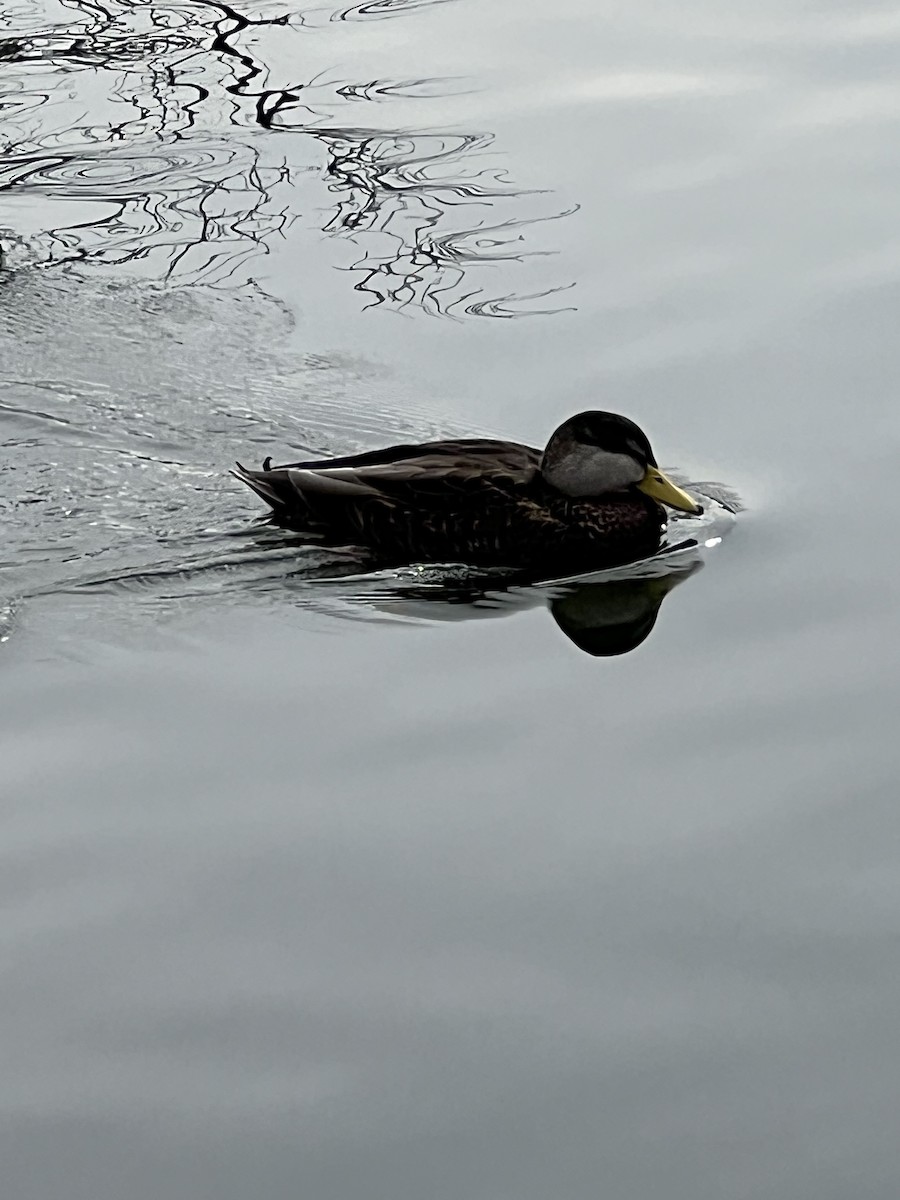 Mallard x American Black Duck (hybrid) - ML614641637