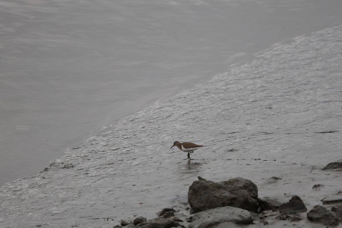 strandsnipe - ML614641700