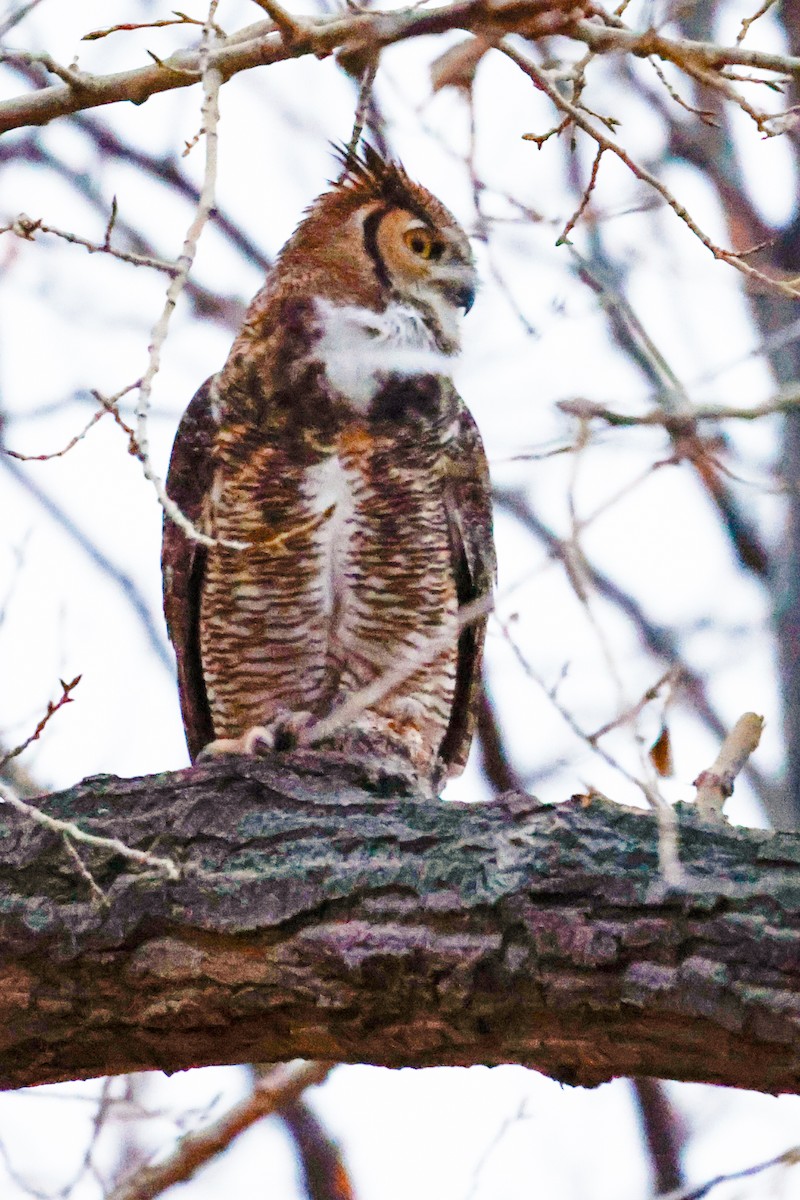 Great Horned Owl - ML614641736