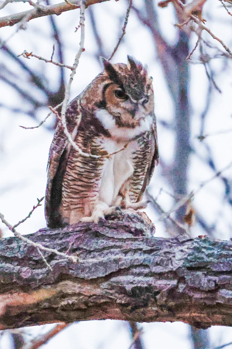 Great Horned Owl - ML614641737