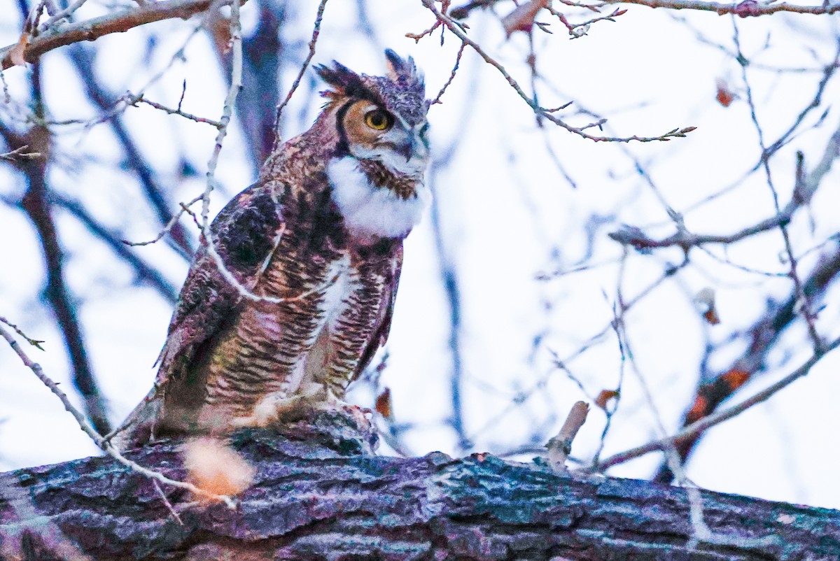 Great Horned Owl - ML614641738