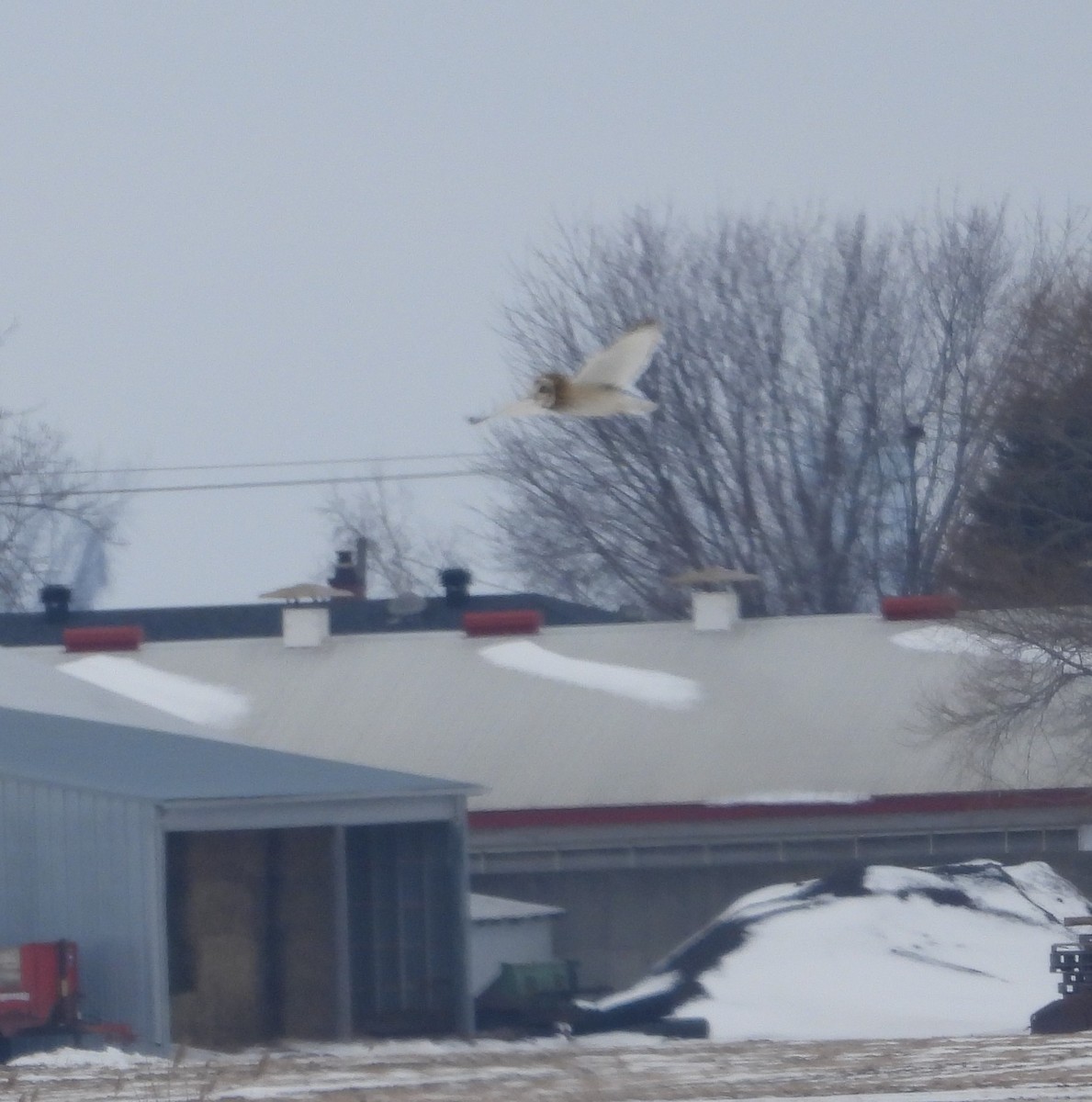 Short-eared Owl - ML614641801