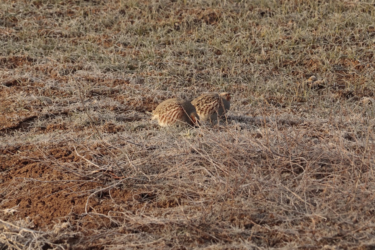 Gray Partridge - ML614641838