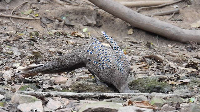 Gray Peacock-Pheasant - ML614641904