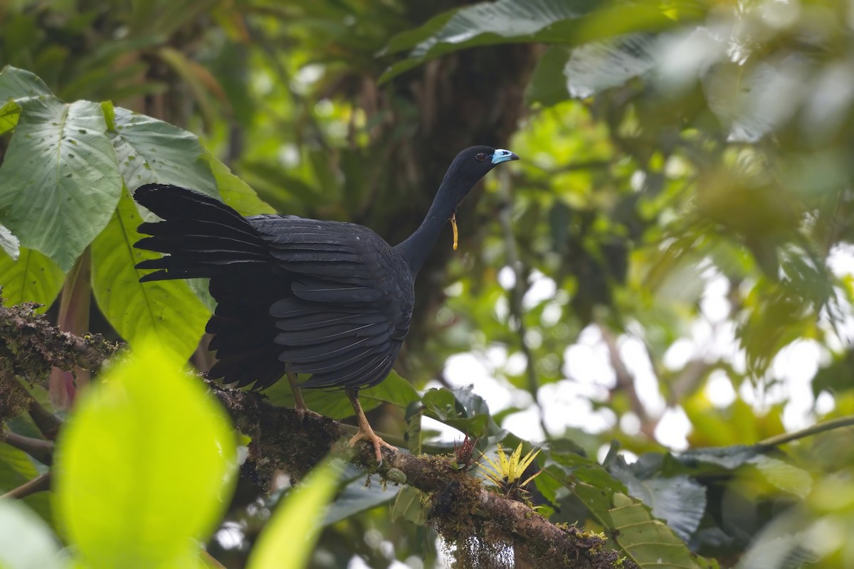 Wattled Guan - ML614642059