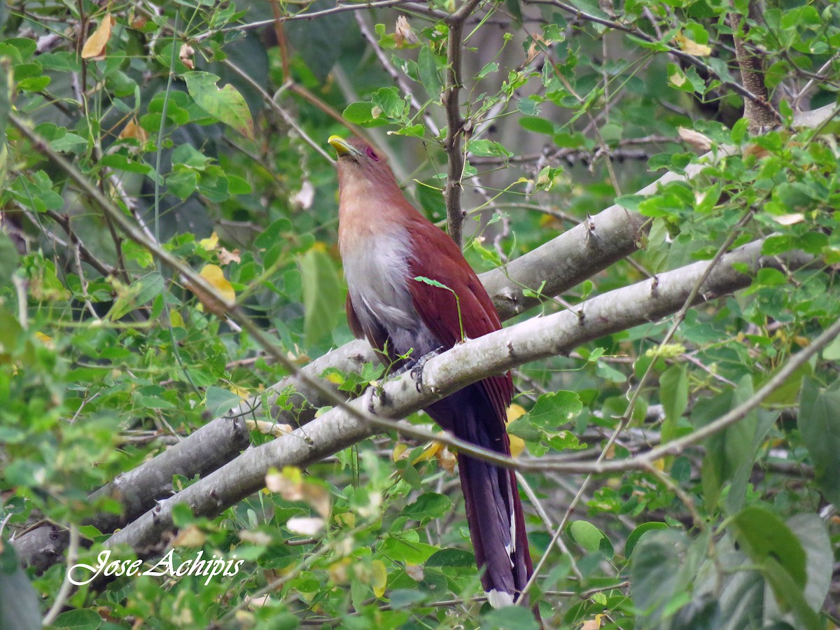 Squirrel Cuckoo - ML614642232