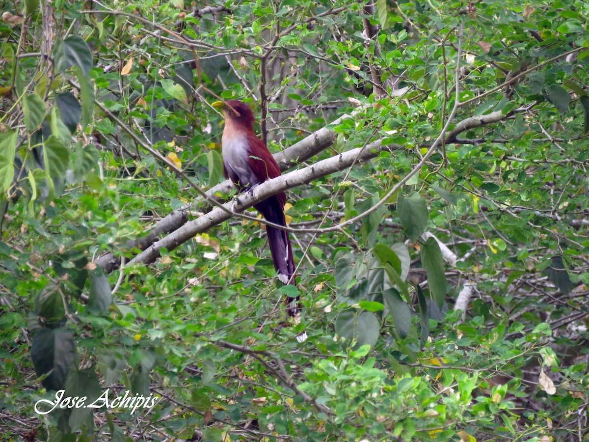 Squirrel Cuckoo - ML614642233