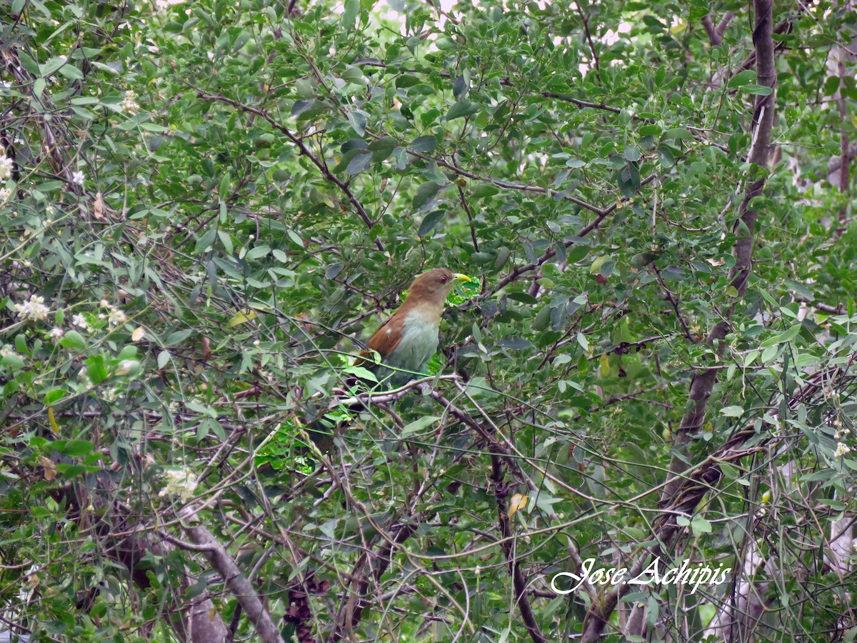 Squirrel Cuckoo - ML614642234