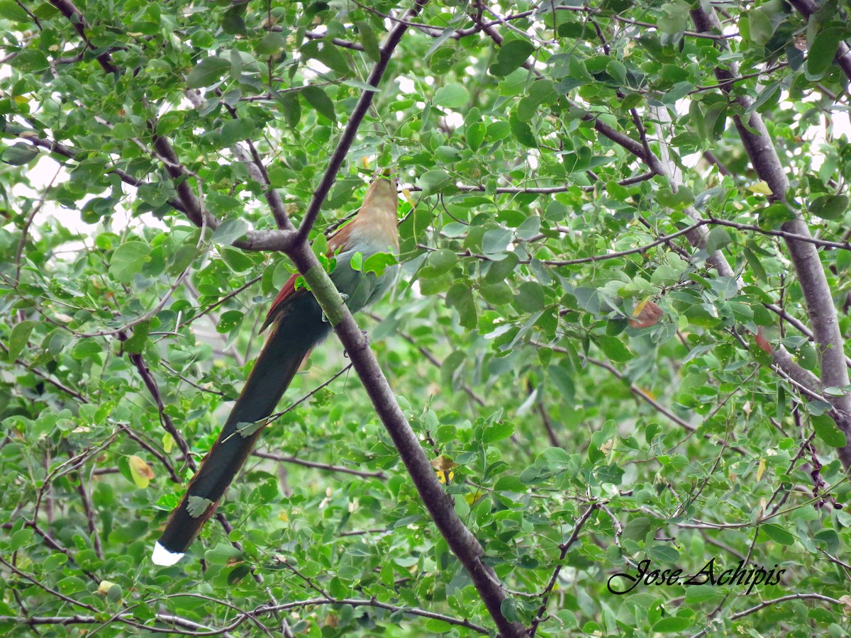 Squirrel Cuckoo - ML614642235