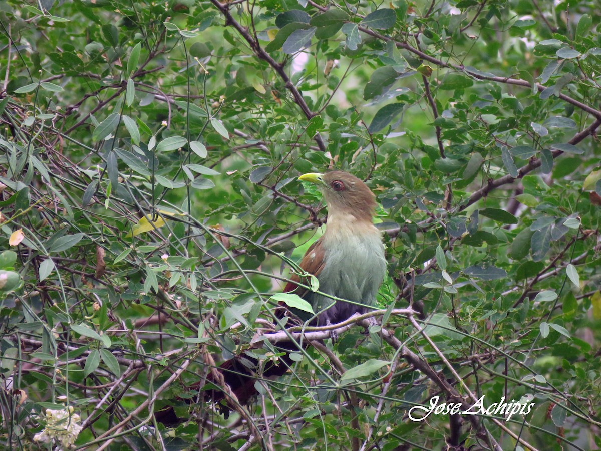 Squirrel Cuckoo - ML614642243